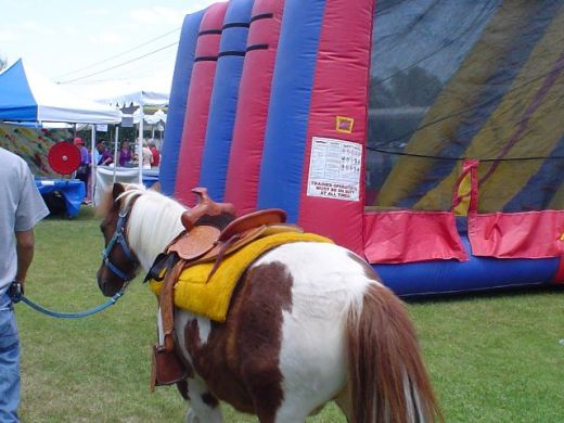 Party Ponies & Pony Ride Hire